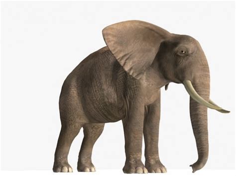 African Elephant 3d Model Animated Rigged Ma Mb