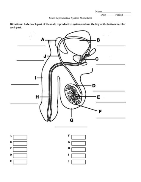 Diagram Blank Male Reproductive System Diagram And Answers