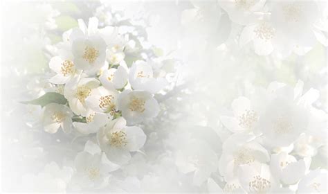 Soft Light Pink Floral Background Flowers Of A Cherry On A White