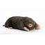 European Mole Facts History Useful Information And Amazing Pictures