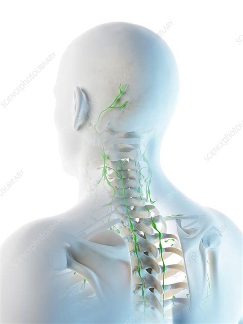 Lymph Nodes Of The Head And Neck Illustration Stock Image F026