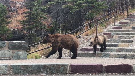 Bear Encounter In Glacier National Park 8112017 Youtube