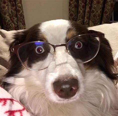 15 Hilarious Pictures Showing How Australian Shepherds Would Spend The