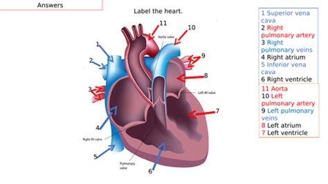 Answers To The Heart Quiz Teaching Resources