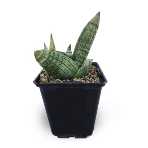 Sansevieria cylindrica boncel dwarf, snake plant indoor succulents, live indoor plants for sansevieria plant stand, snake plant pot or ceramic planter. Sansevieria cylindrica var. patula 'Boncel'