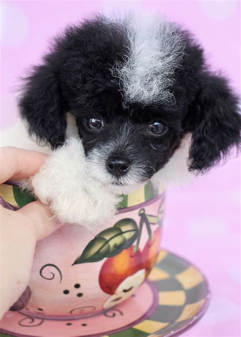 Toy Poodle Puppies At Teacups Teacups Puppies And Boutique
