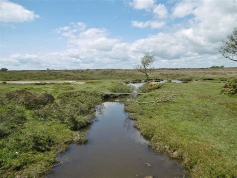 Deep Moor New Forest Area Information Map Walks And More