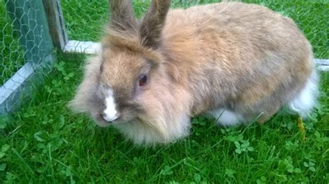 These lovable as well as social animals become wonderful companions for many years if you take the time to be knowledgeable about their needs. Lionhead Rabbits - Facts, Lifespan, and Hairy Mane - Pet ...