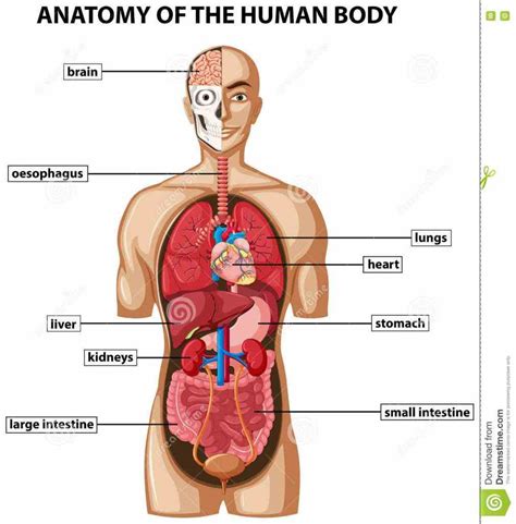 In fact, there are roughly as many microbial as human cells in the human body by number. Diagram Of Inside Human Body | MedicineBTG.com