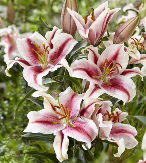 Oriental Lily Hachi John Scheepers Beauty From Bulbs