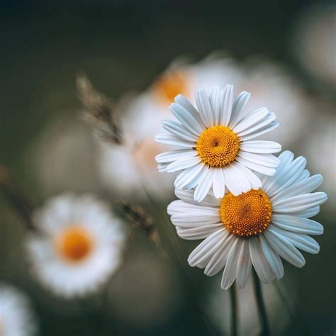 Excellent Daisy Flower Wallpaper Aesthetic You Can Save It At No Cost Aesthetic Arena