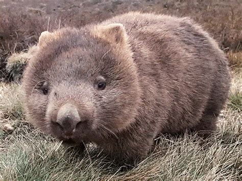 Discover Tasmania Seeks Chief Wombat Cuddler For Derek The Wombat