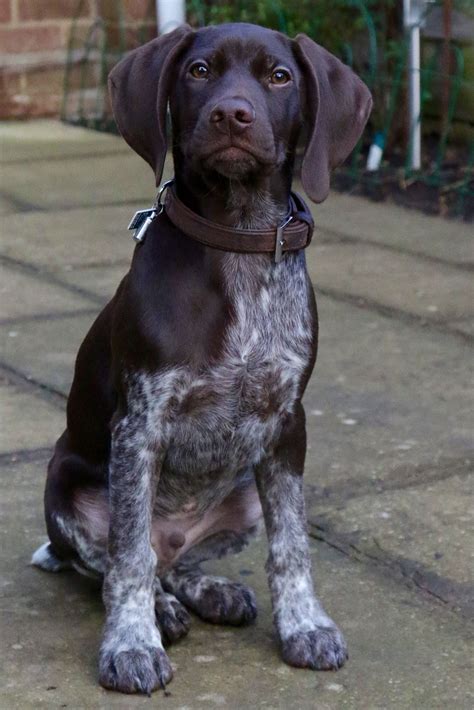 Otto At 12 Weeks German Shorthaired Pointer German Shorthaired