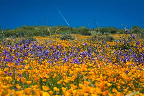 Californias Desert Wildflowers Burst Into Bright Super Bloom