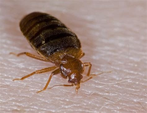 For the ones in other places yet i constantly find these bugs on my walls and counters (mostly in the bedroom, bathroom and kitchen). 7 Amazing Tips to Avoid Hotel Bed Bugs - The Travelers Zone