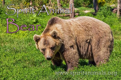 Bear Meaning And Symbolism Of Spirit Animal Spirit Animals