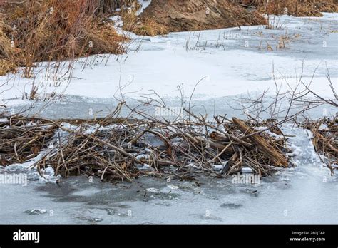 Beaver Dam Winter Hi Res Stock Photography And Images Alamy
