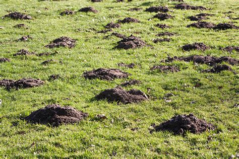 390 Yard Mole Hills Stock Photos Pictures And Royalty Free Images Istock