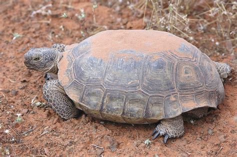 Desert Tortoise Facts Habitat Diet Adaptations Life Cycle Baby