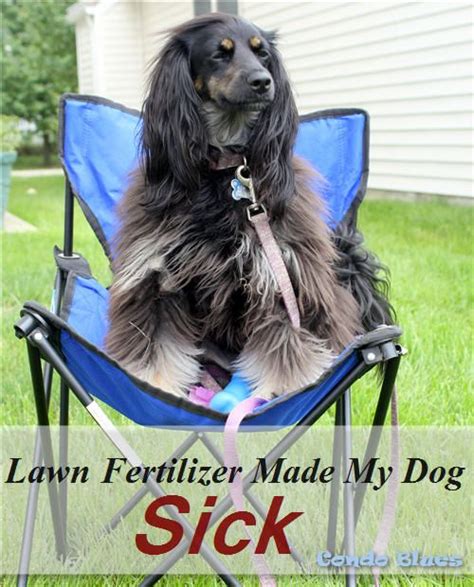 Learn how to fertilize your lawn by understanding what your are trying to accomplish. Pet Friendly Lawn Fertilizer - OSDDT Fertilizers