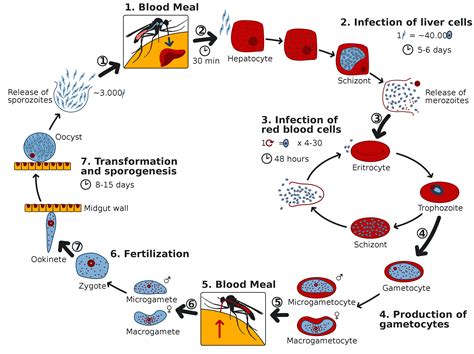 Malaria Parasite Life Cycle Sguenthereu