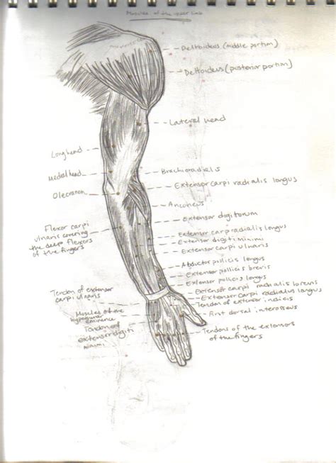 Arm Muscles Human Anatomy By Colormeasian On Deviantart