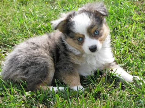 Looking for a puppy or dog in texas? miniature aussies for sale in texas | Toy+australian ...