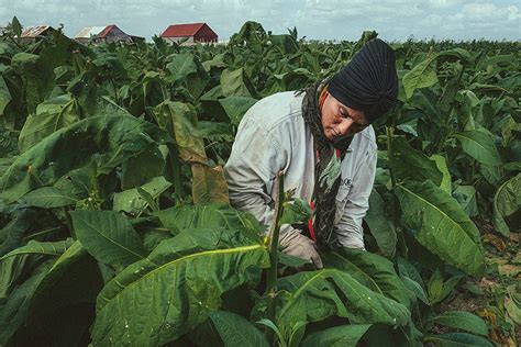 6 interesting facts about tobacco that you should know egm cigars