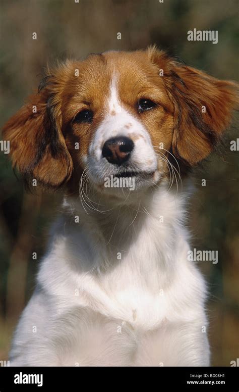 Kooikerhondje Dog Puppy Portrait Stock Photo Alamy