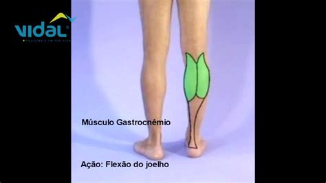 Músculo Gastrocnêmio Vidal Youtube