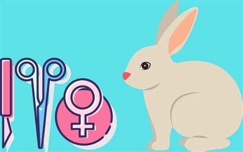 How Much Does It Cost To Spay A Bunny Ultimate Guide