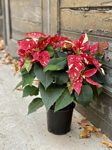 Poinsettia Pulcherrima Primero Jungle Boogie