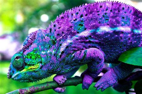 Panther Chameleon | Chameleon pet, Animals beautiful, Animals