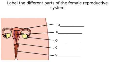 Male And Female Reproductive System Diagram Label Worksheets