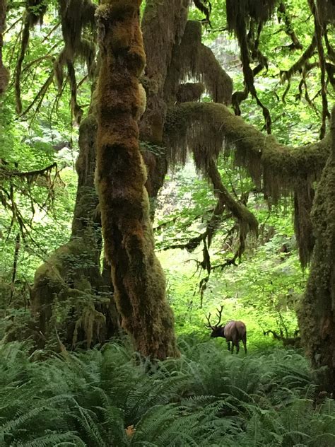 An Elk Grazing In The Hoh Rain Forest In Olympic National Park Wa