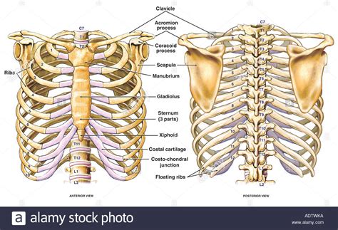 Posterior anatomy of rib cage. Thoracic Chest and Back Skeletal Skeleton Anatomy ...