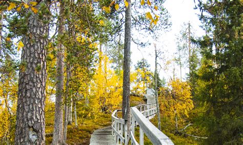 Hiking In The Worlds Biggest Wilderness Finlands Taiga Forest