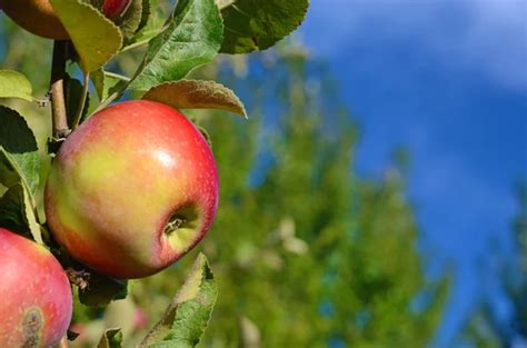Shiny Apples In An Apple Orchard — Stock Photo © Pirita 1303537