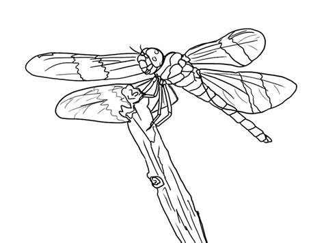 You could also print the picture. Free Printable Dragonfly Coloring Pages For Kids | Animal ...