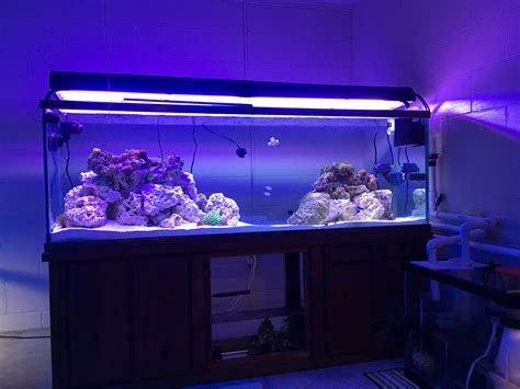 My 135g Reef Tank Reef Tank Tank Reef