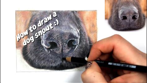 A dog's nose can be warm and dry upon waking up, after vigorous exercise, and after exposure to outdoor conditions. TUTORIAL #8 - How to draw a realistic dog snout - Channel ...