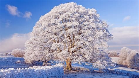 عکس 4k درخت پوشیده از برف والپیپر و بک گراند