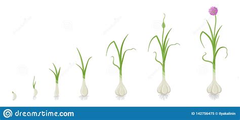 Selain aroma kopinya yang wangi, ia juga kaya dengan bahan mineral seperti magnesium yang dapat menggalakkan penyerapan kalsium dan penggunaannya. Crop Stages Of Garlic. Growing Garlic Plant. Harvest ...
