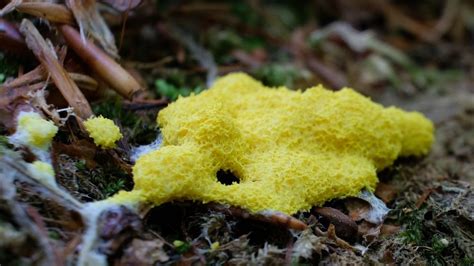 Slime Mold In Your Yard Its Disgusting But Is It Dangerous