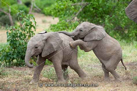Photos And Pictures Of Baby African Elephants Playing