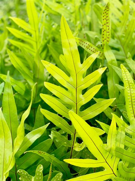 Green Fern Plants · Free Stock Photo