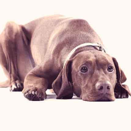 How might my veterinarian treat these parasites? Coccidia in Dogs: Everything You Need to Know | PetCareRx