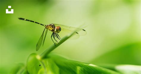 Yellow And Black Dragonfly On Green Leaf In Close Up Photography During