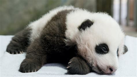 Giant Panda Cub Name Reveal Youtube