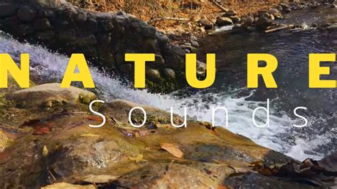 Nature Sounds Youtube